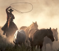 roundup