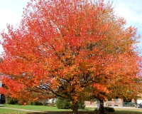 maple
