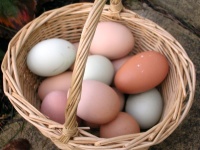 eggs