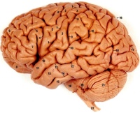 brain