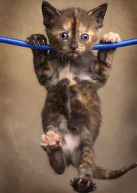 hang
